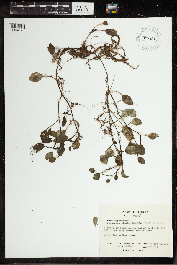 Peperomia blephariphylla image