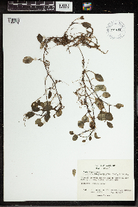 Image of Peperomia blephariphylla