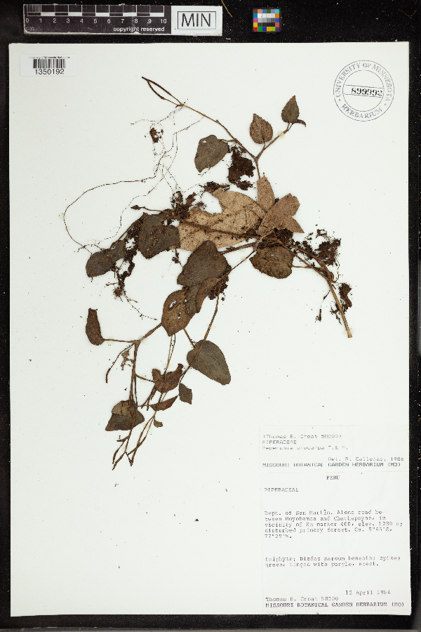 Peperomia urocarpa image