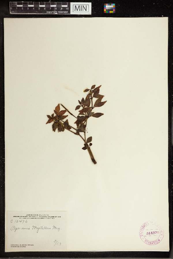 Peperomia myrtillus image