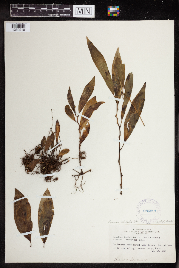 Piperaceae image