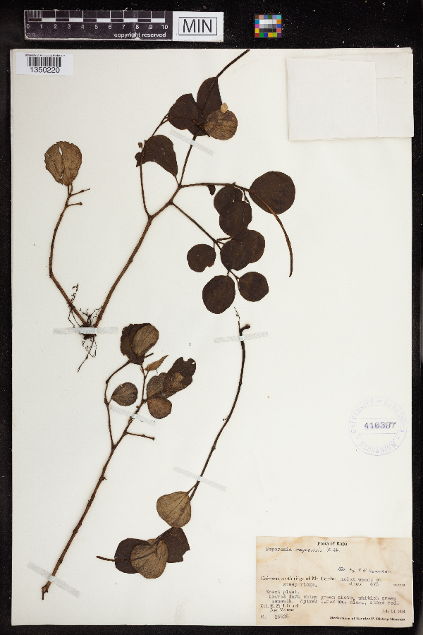 Peperomia rapensis image