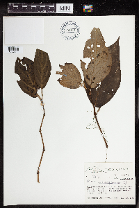 Image of Piper carpinteranum