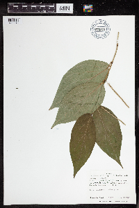 Image of Piper chrysostachyum