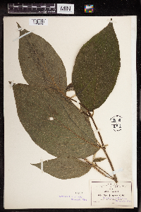 Piper jalapense image