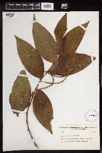 Piper multinervium image