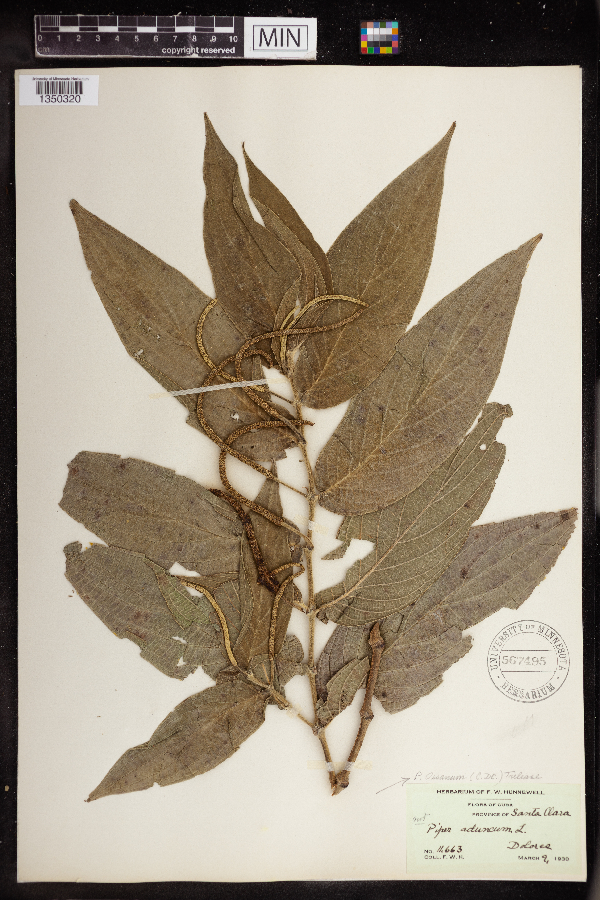 Piper aduncum subsp. ossanum image