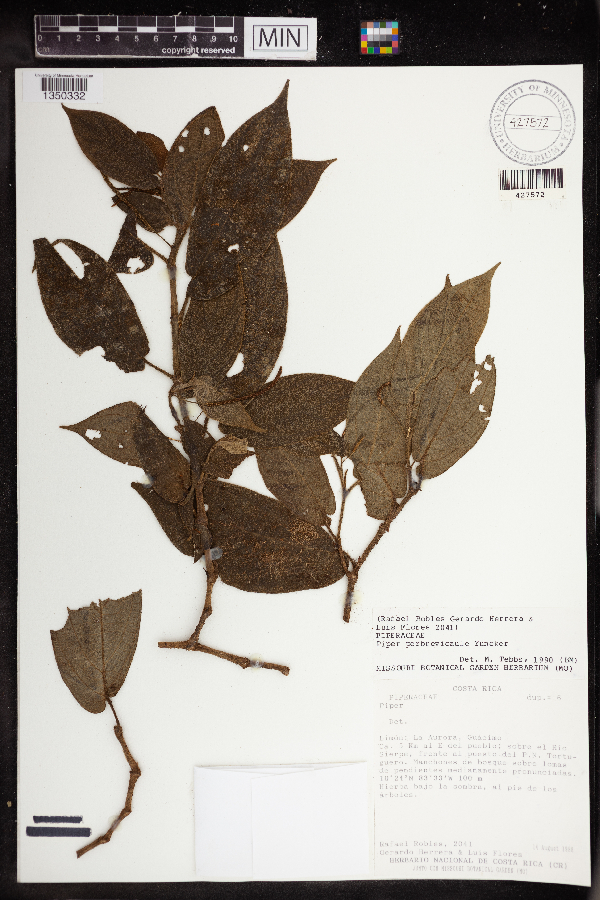 Piper perbrevicaule image
