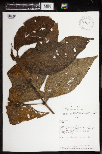 Image of Piper acutifolium