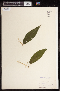 Image of Piper angustifolium