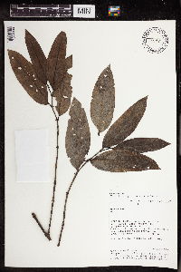 Piper heterophyllum image