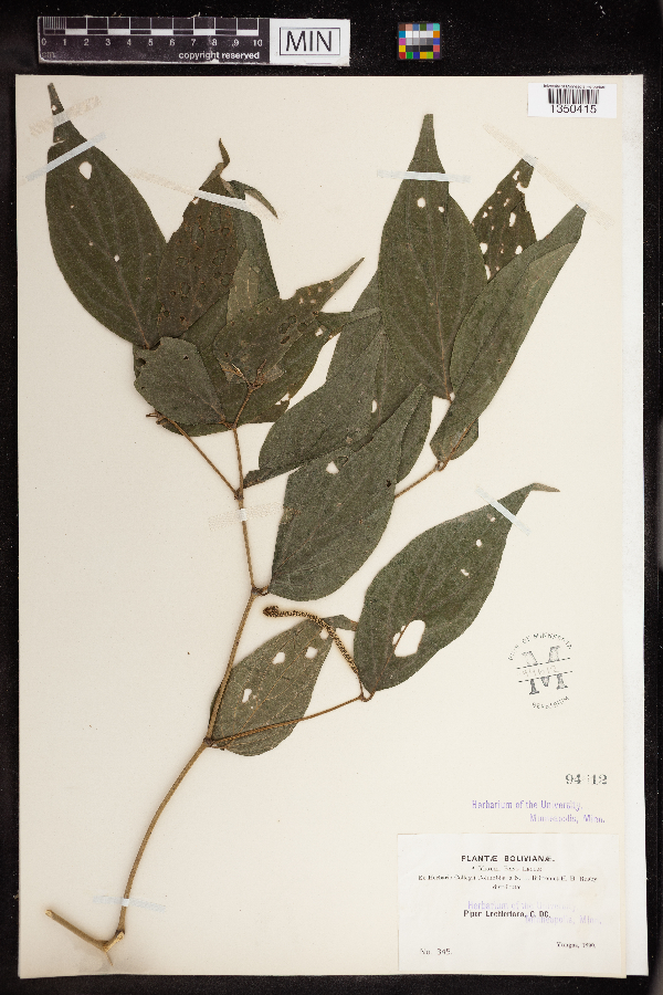 Piper lechlerianum image