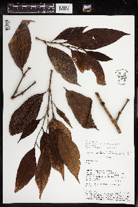 Piper pseudoarboreum image