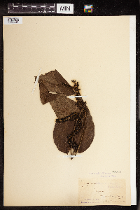 Image of Piper banksii