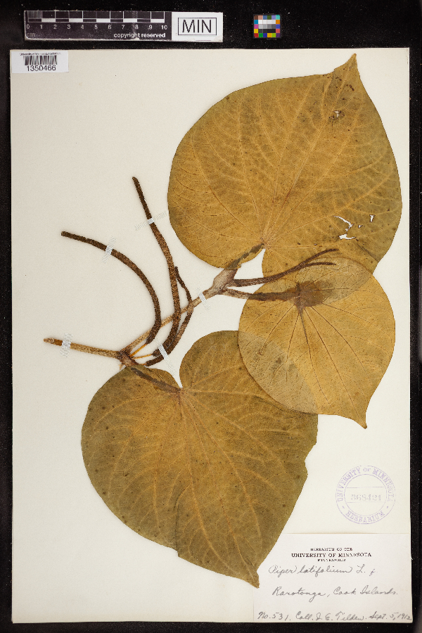 Piper latifolium image