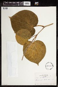 Piper latifolium image