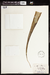 Image of Agave yuccifolia