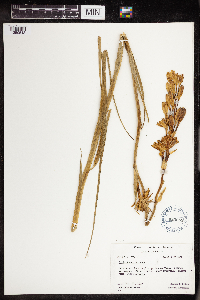 Image of Agave tuberosa