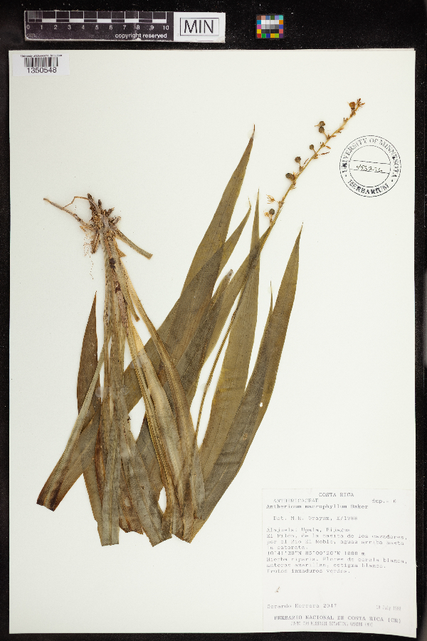 Anthericum macrophyllum image