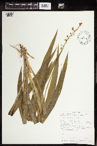 Anthericum macrophyllum image