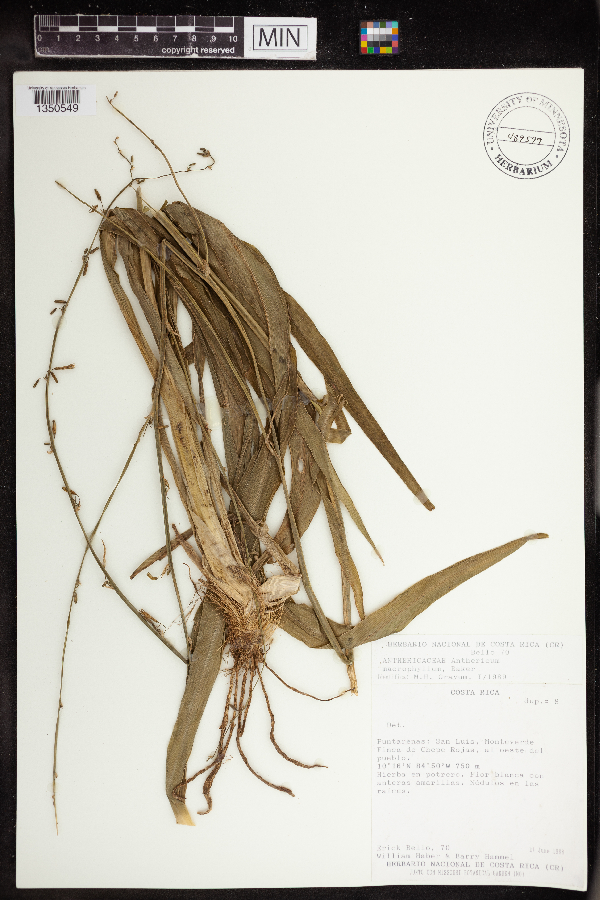 Anthericum macrophyllum image