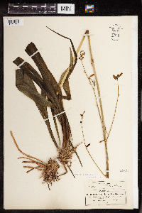 Echeandia platyphylla image