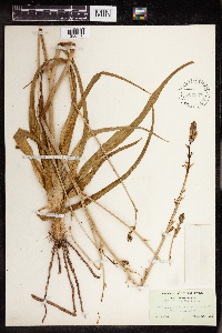 Image of Echeandia eccremorrhiza
