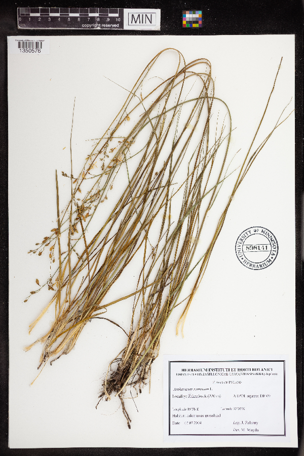 Anthericum ramosum image