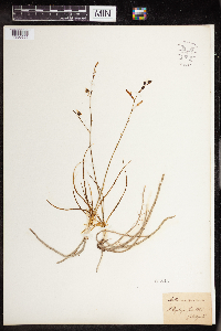 Anthericum ramosum image