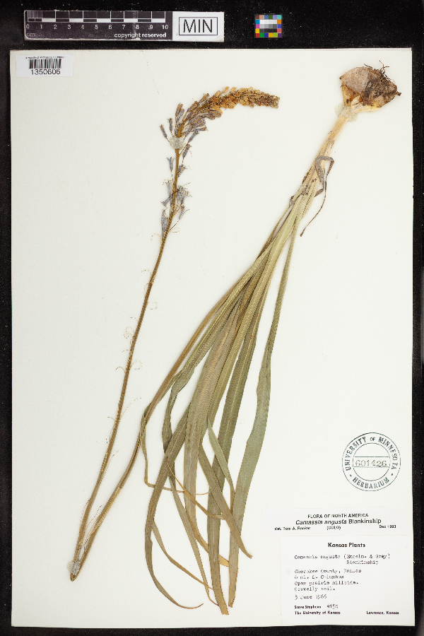 Camassia angusta image