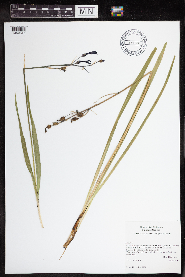 Camassia leichtlinii image