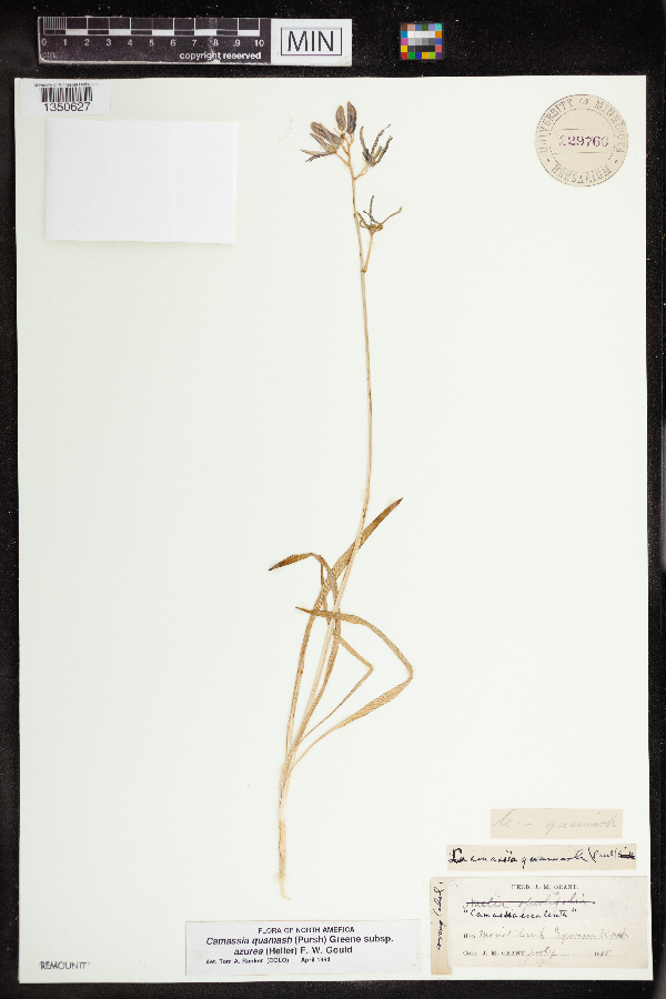 Camassia quamash subsp. azurea image