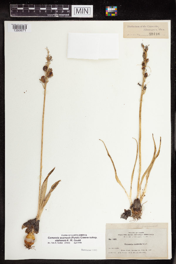 Camassia quamash subsp. utahensis image