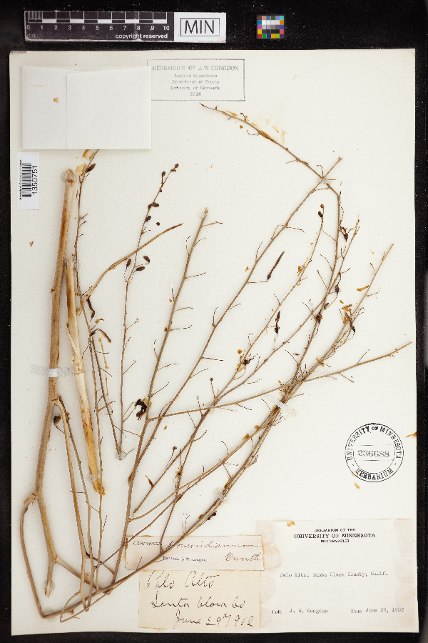 Chlorogalum pomeridianum image