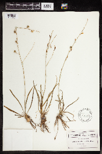 Echeandia parviflora image