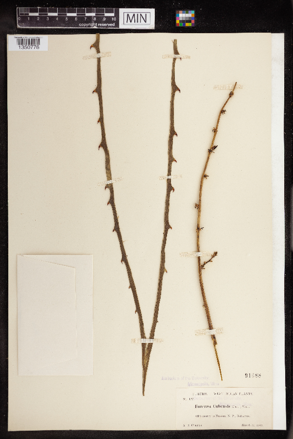 Furcraea hexapetala image