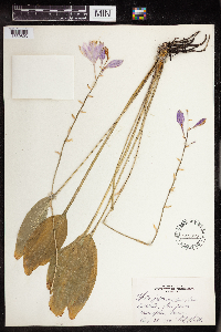 Hosta lancifolia image