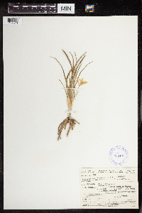Leucocrinum montanum image