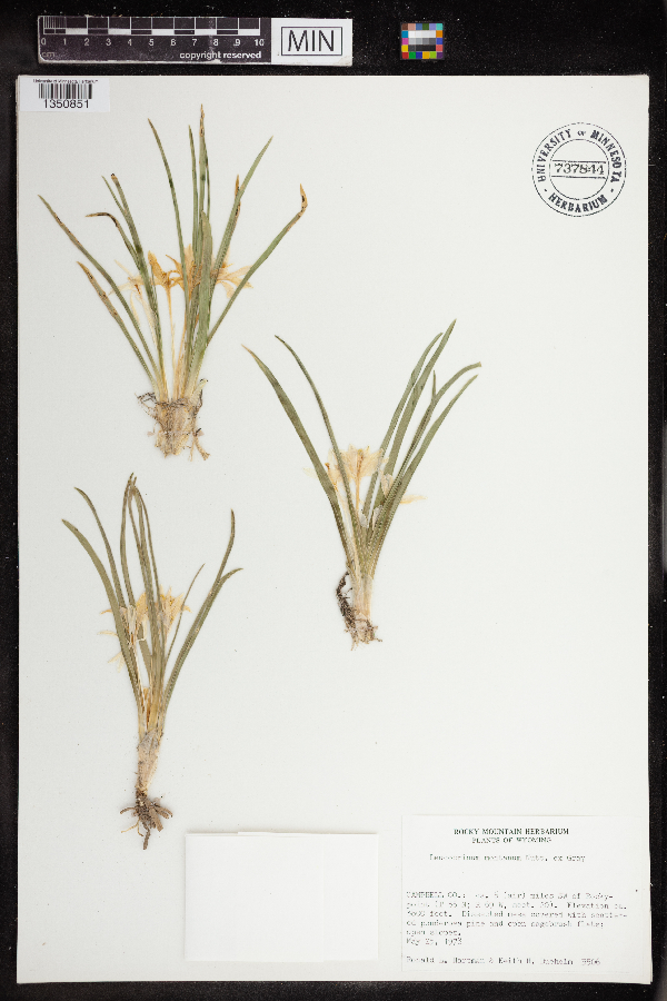 Leucocrinum montanum image