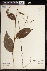 Persicaria virginiana image