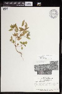 Acalypha rhomboidea image