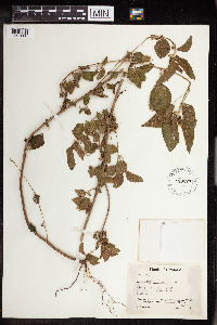 Image of Acalypha arvensis