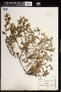 Image of Acalypha brevicaulis