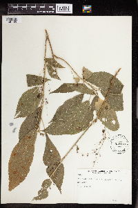 Image of Acalypha costaricensis