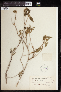 Image of Acalypha cuspidata