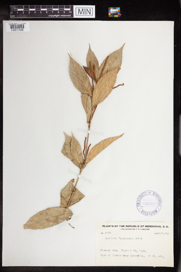Acalypha ferdinandi image