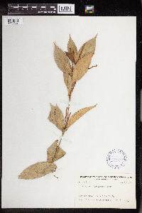 Image of Acalypha ferdinandi