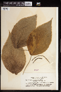 Acalypha marginata image