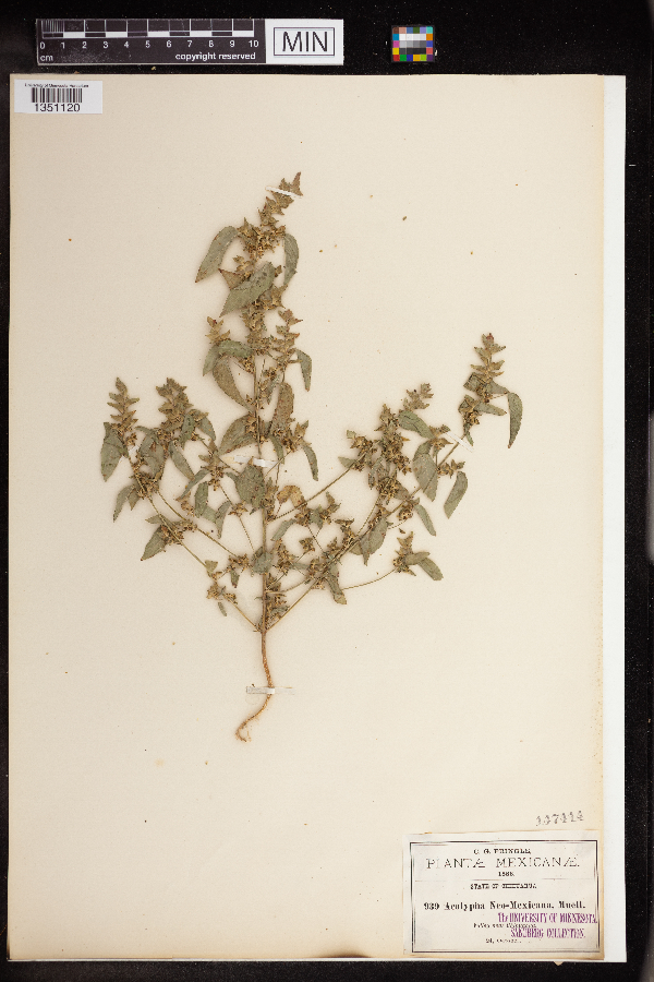 Acalypha image