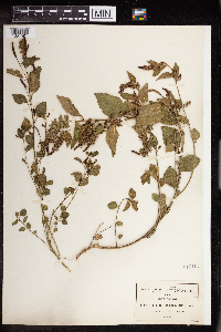 Acalypha obscura image